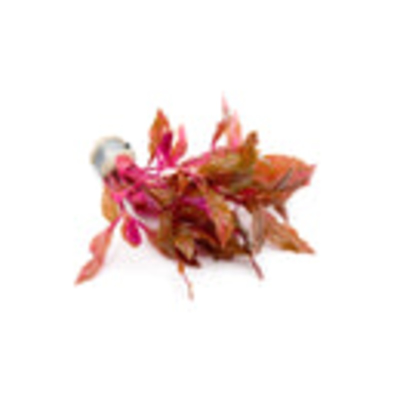 Alternanthera Rosanervig