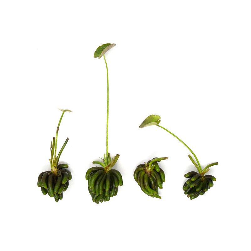 Banana Plant (Nymphoides aquatica) – 1 Plant