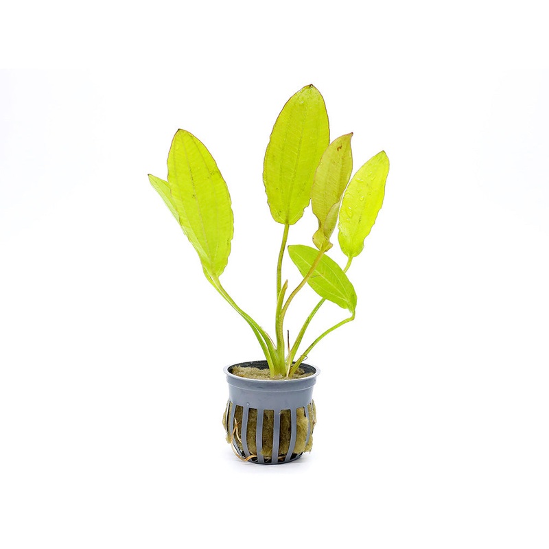 Golden Melon Sword Plant (echinodorous Osiris)