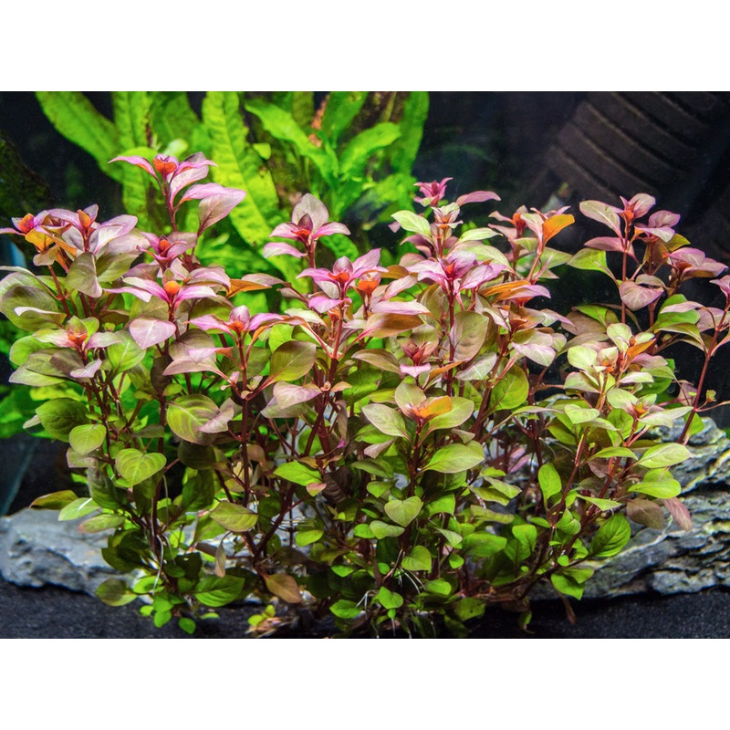 Mini Super Red Ludwigia (Ludwigia sp. “Mini Super Red”)