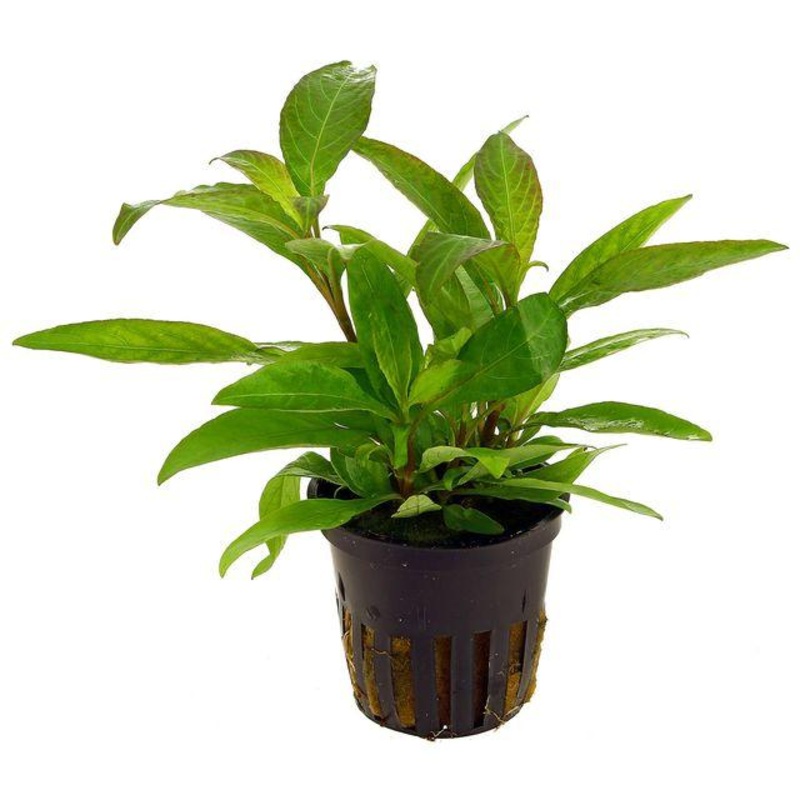 TCulture Hygrophila Corymbosa ‘Siamensis’ (Pot)
