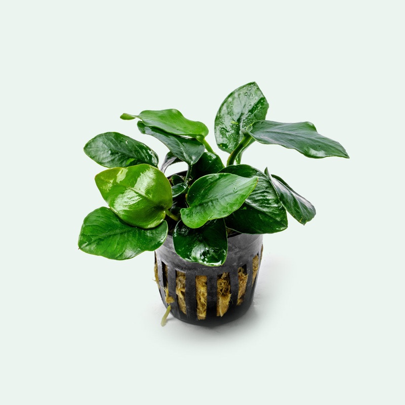 Anubias Nana Thick Leaf