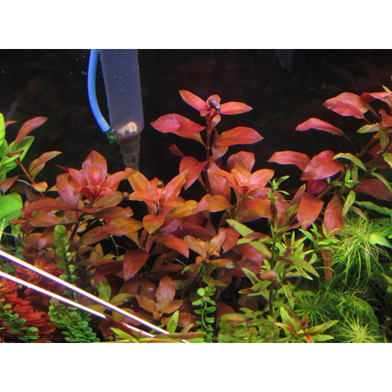 TCulture Ludwigia repens rubin (TC Cup)