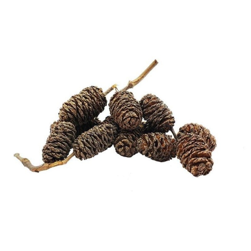 Alder Cone