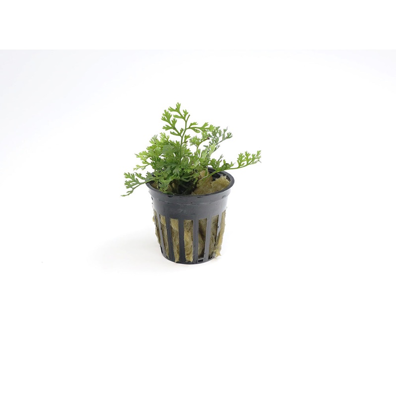 Baby Leaf Bolbitis (Bolbitis heteroclita difformis)