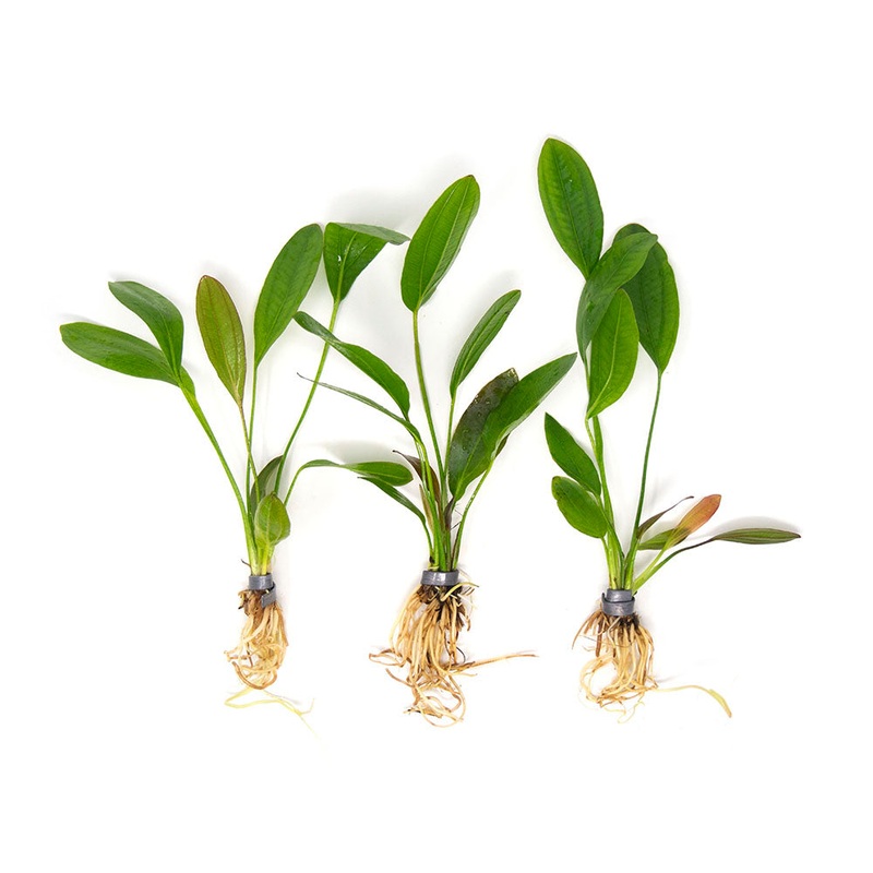 Melon Sword (Echinodorus osiris) – Bare Root
