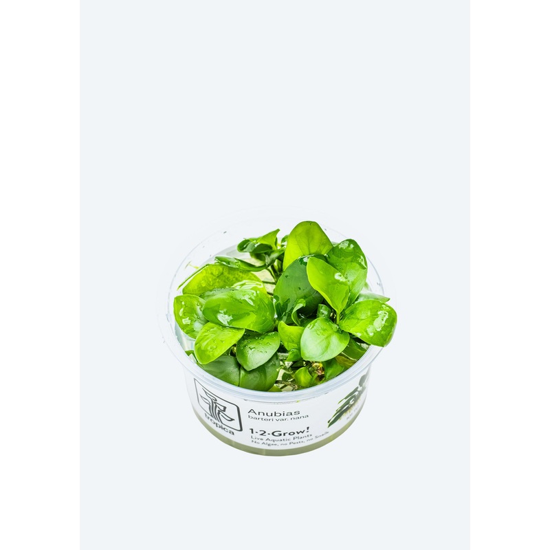 1-2-Grow! Anubias barteri nana