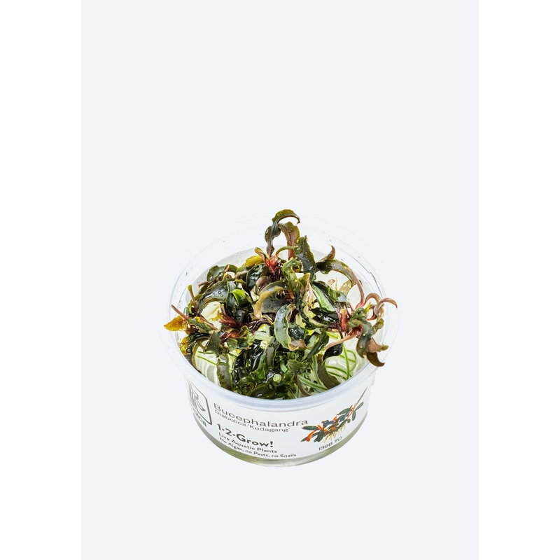 1-2-Grow! Bucephalandra ‘Kedagang’