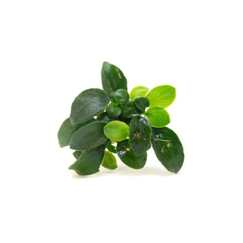 Petite Anubias Nana (Anubias barteri var. Petite Nana), Bare Root