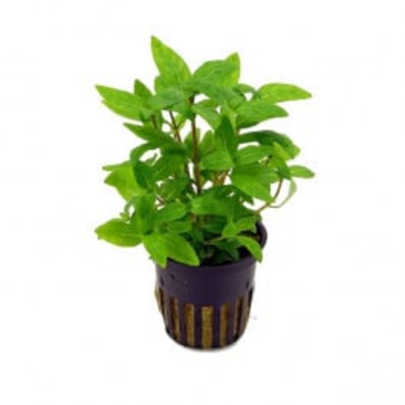 Tropica Staurogyne repens Live Aquatic Plant Pot