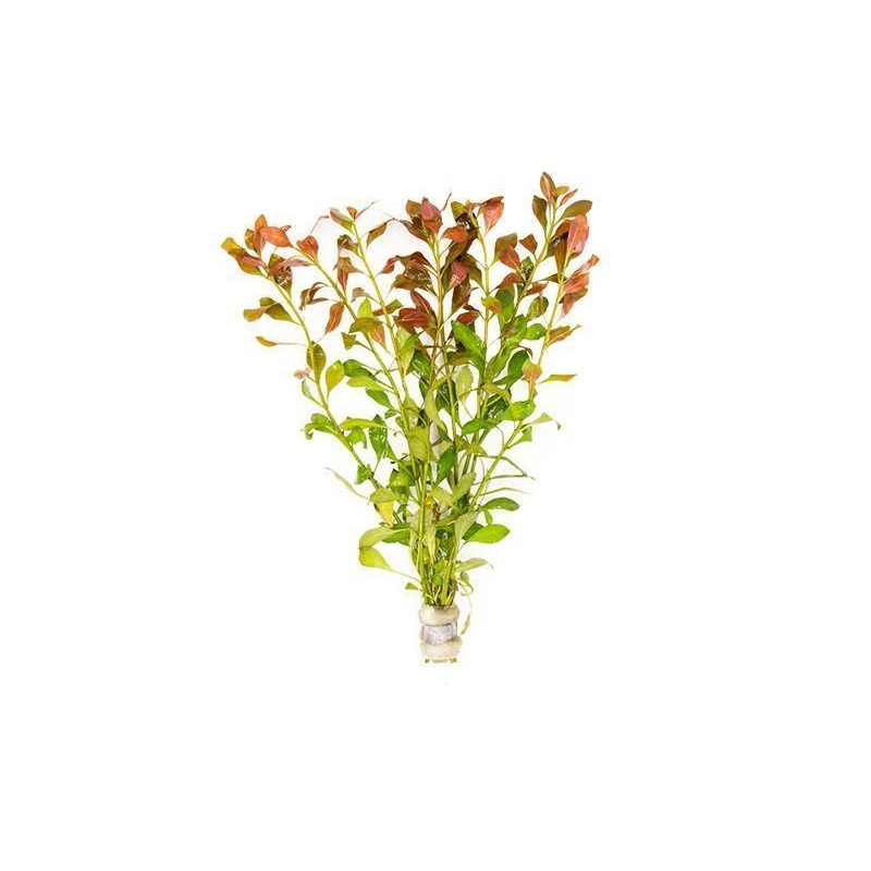 TCulture Ludwigia Repens (Pot)