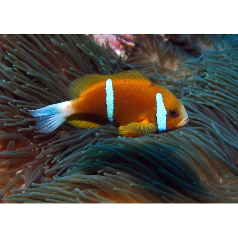 Barrier Reef Clownfish