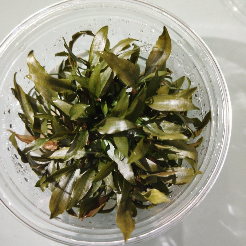 TCulture Cryotocoryne Petchii  (TC Cup)