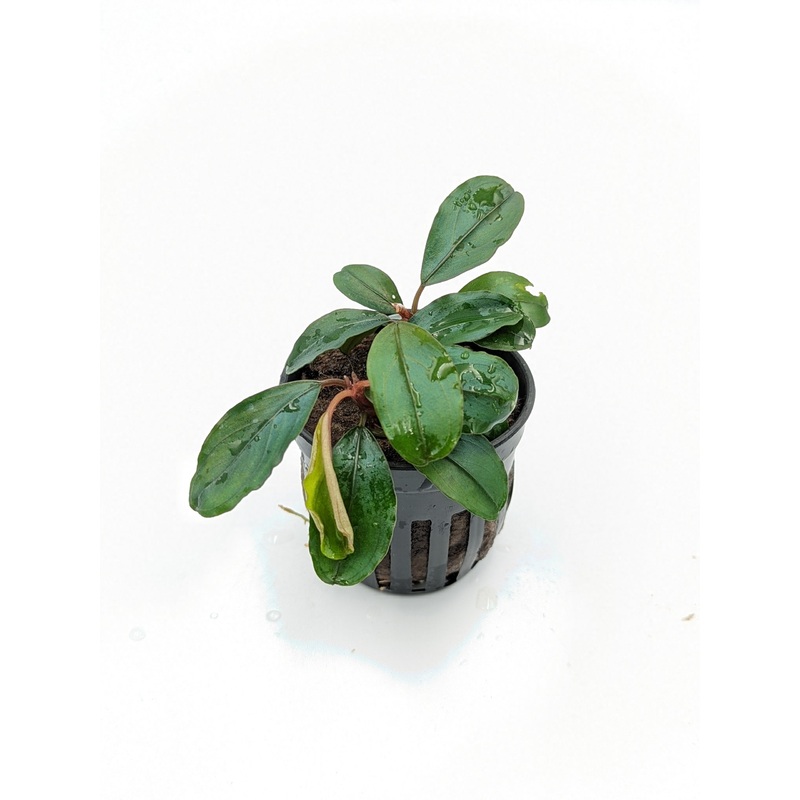 TCulture Bucephalandra Theia (Pot)