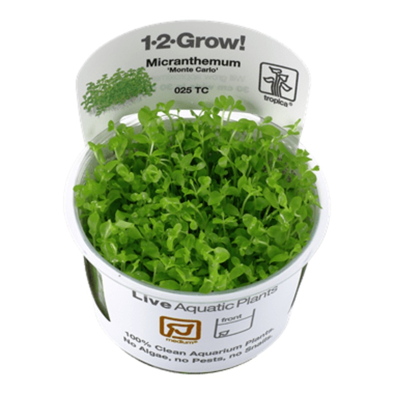 Tropica Micranthemum tweediei ‘Monte Carlo’ 1-2-GROW!