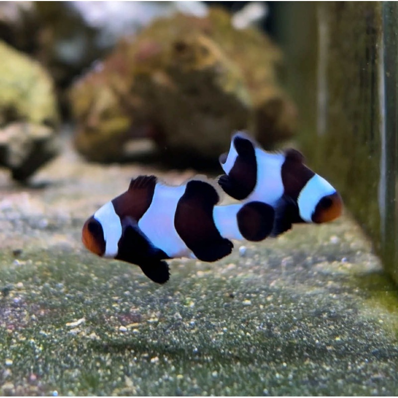 Black and White Clown Pair