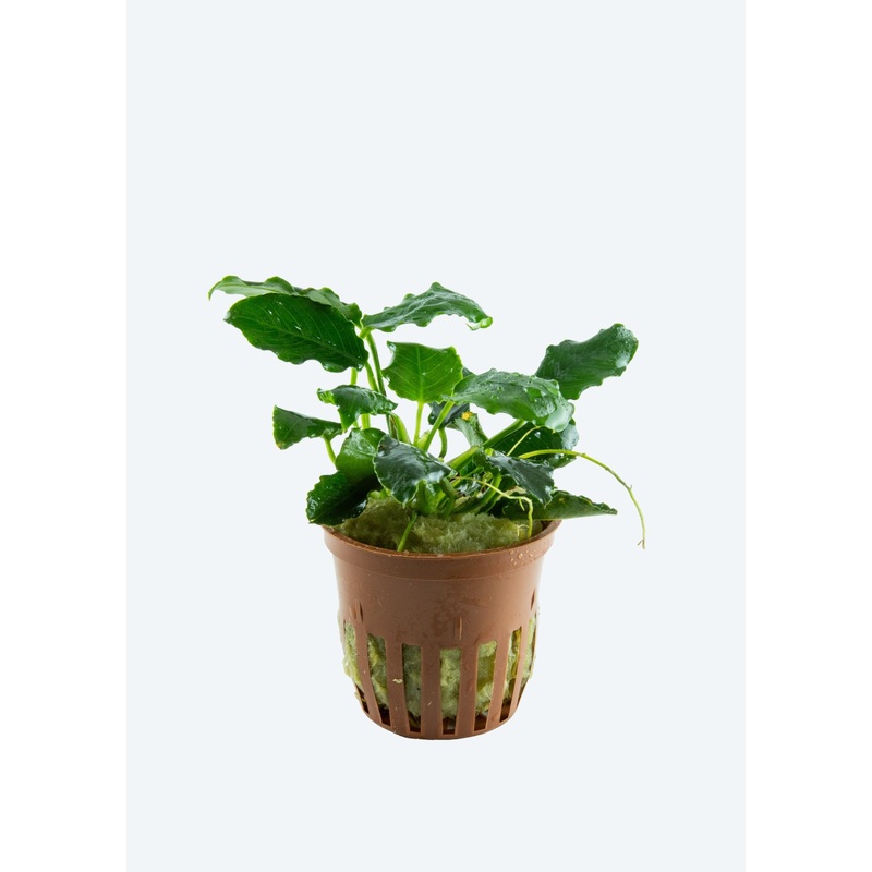 Anubias barteri Kirin