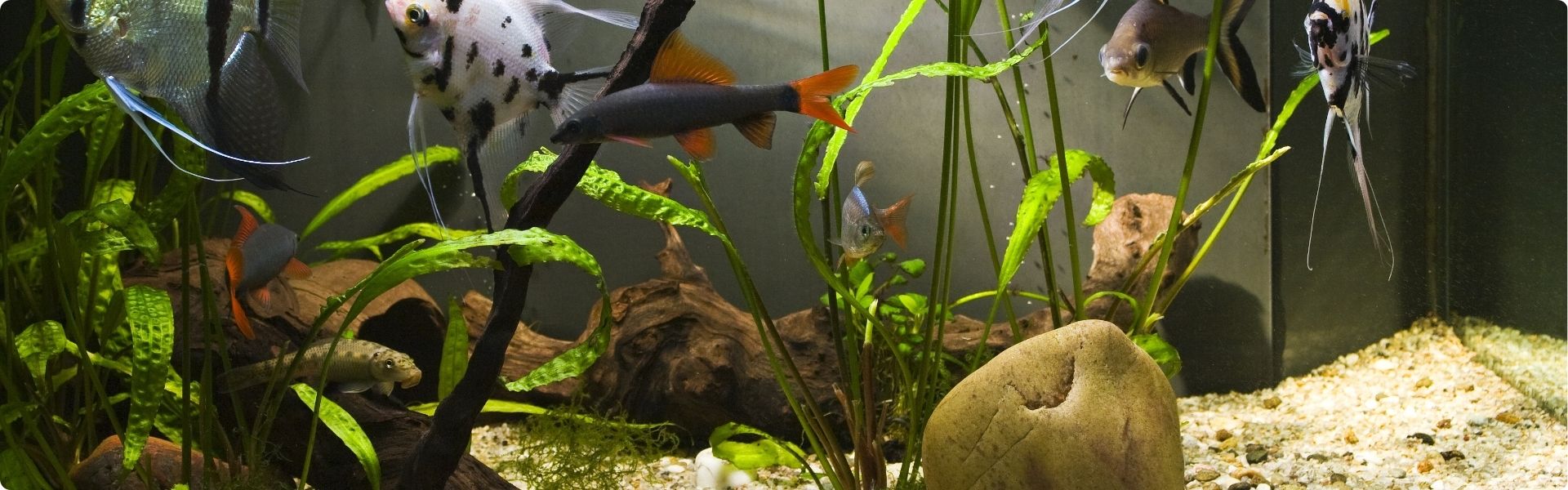 Aquarium Paradise – Fish Food, Tank Décor, Monitors & Cleaning Products Online